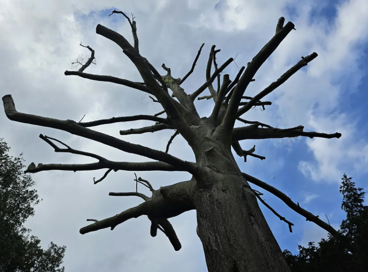 Рынок углеродных кредитов в шоке: Microsoft резко прекращает все закупки